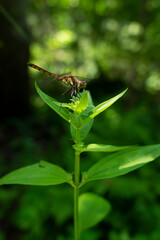 A dragonfly on a grass