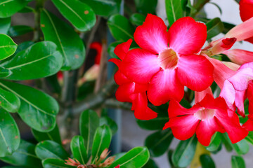 Red flower in nature background texture.