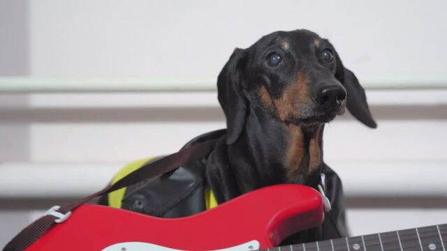 Rocker dachshund dog in leather jacket sits with electric guitar at the ready and barks. Learning to play musical instruments. Concept of hobby and entertainment.