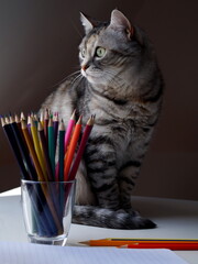 A beautiful domestic cat sits on the table next to pencils and looks to the side