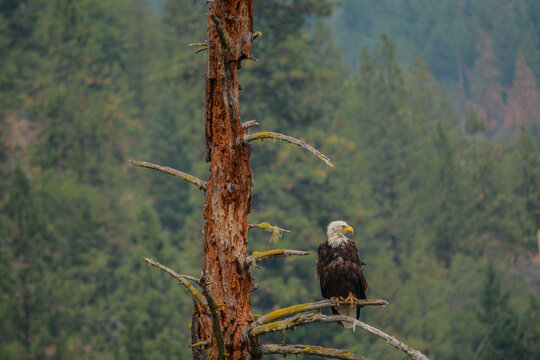 A Bald Eagle watching for fish in the wilderness lake below. Located in Jackson County, Oregon
