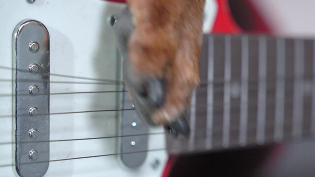 Trained smart dog plays an electric guitar, a paw pulls the strings, close up. Learning to play musical instruments professionally. The concept of hobby and entertainment.