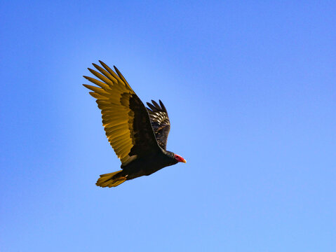 vulture in flight