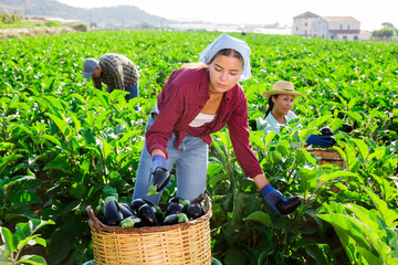 Focused young female farm worker gathering crop of organic aubergines on vegetable plantation. Summer harvest time.