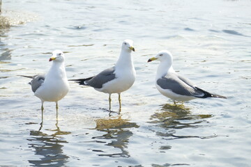 seagull