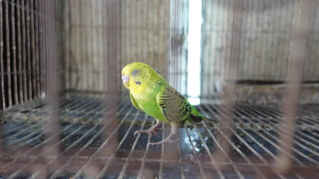 A yellow-faced Budgerigar bird is suffering from a sick condition in a steel cage. Yellowface and green black split mutation budgerigar bird. Close Up views of a parakeet bird face.
