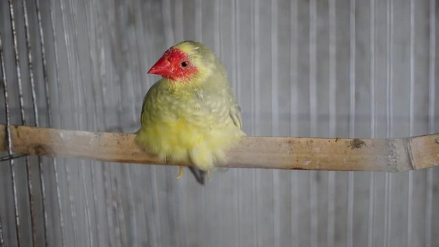 A Yellow Star Finch bird is sitting on a bamboo stick inside the cage in a sick condition. 