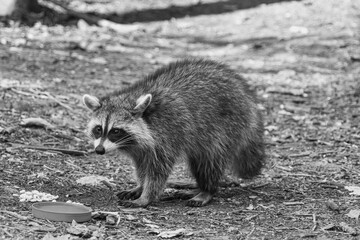 A lone raccoon in the forest