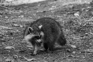 A lone raccoon in the forest