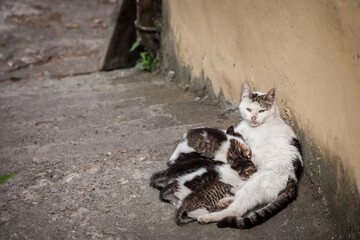 Selective blur on a young mother cat nursing her kitten litters, nurturing her young offspring of...