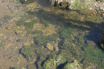 small river in the forest
