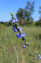 Wild blue sage with trees in the background in Morton Grove, Illinois