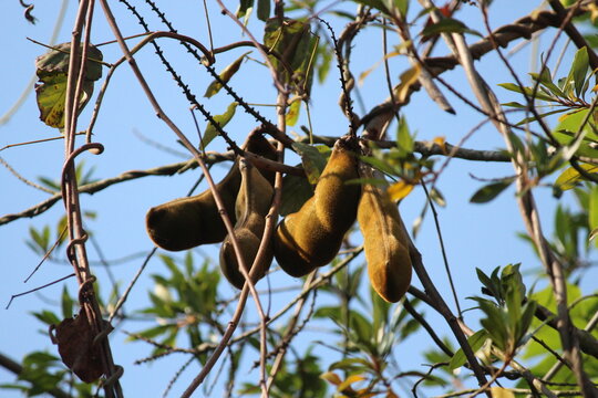 planta fruta ing&aacute; &ndash; ing&aacute; sp. 