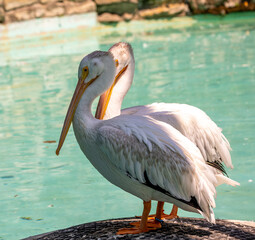 pelicans