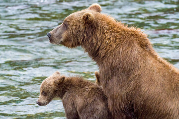 Mother bear and cub