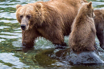 Obraz premium Mother bear and cub