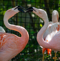 Flamingos