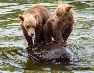 Fototapeta na wymiar Two bear cubs