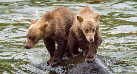 Two bear cubs