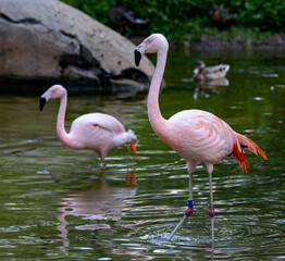 Flamingos