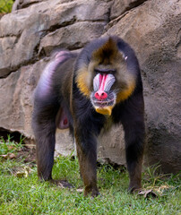 baboon