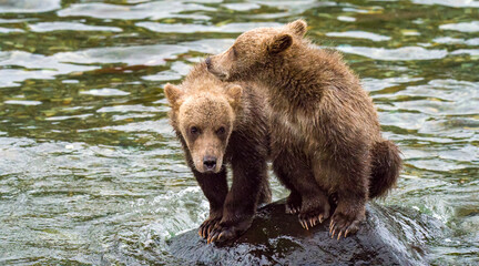 Two bear cubs © Grigor