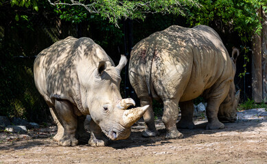 Fototapeta premium Rhino