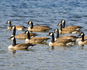 Canada Geese Photo and Image. Canada Geese group swimming in their environment and surrounding habitat. Colony of Geese.