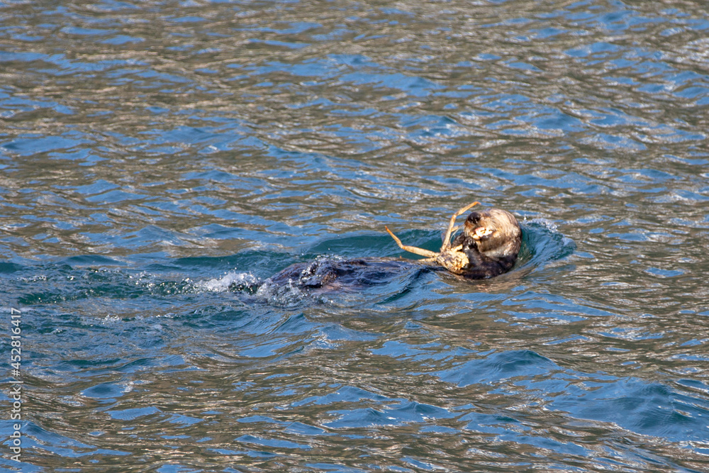 Wall mural sea otter [enhydra lutris] eating a crab in resurrection bay in kenai fjords national park on the ke