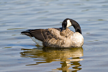 Canada Geese Photo and Image. Canada Goose in the water cleaning feather plumage wings and resting its head with a blur water background in its environment and habitat surrounding.