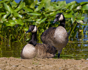 Canada Geese Photo and Image. Couple resting by water on the beach with a foliage background in their environment and habitat surrounding. Canadian Goose.