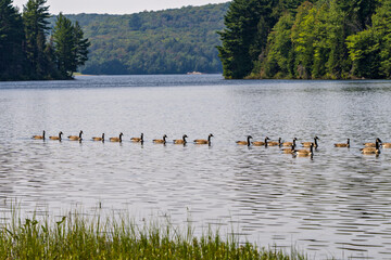 Canada Geese Photo and Image. Canada Geese birds group swimming in their environment and surrounding habitat, with a summer scenery background.