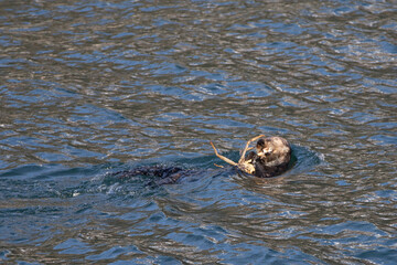 Fototapeta premium Sea otter [Enhydra lutris] eating a crab in Resurrection Bay in Kenai Fjords National Park on the Kenai peninsula in Seward Alaska United States