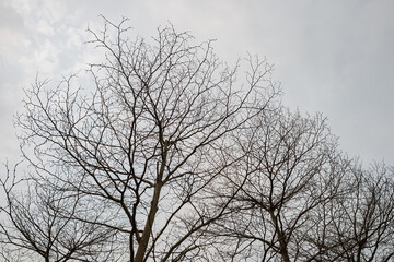 Afternoon view of some trees