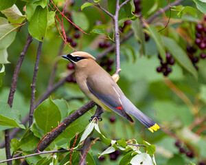 Cedar Waxwing Stock Photo and Image. Perched on a fruit tree branch with side view with a blur green leaves background in its environment and habitat surrounding.
