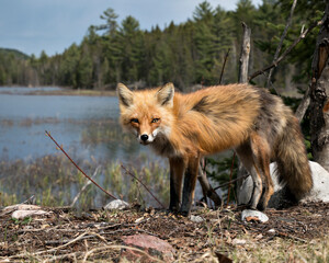 Red Fox Photo Stock. Fox Image. Close-up profile side view with blue sky, water and forest background landscape in the springtime  in its environment and habitat. Picture. Portrait.