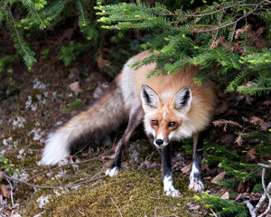 Red Fox Photo. Fox Image. Close-up profile view in the springtime displaying fox tail, fur, in its environment and habitat with a background and moss and foliage on ground. Portrait. Photo.