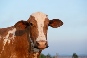 Close up of beautiful brown and white spotted Dutch cow (Holstein Friesian) at sunset.