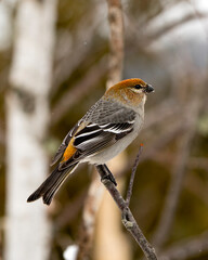 Pine Grosbeak Stock Photo and Image. Female close-up profile view, perched  with a blur background in its environment and habitat. Image. Picture. Portrait.