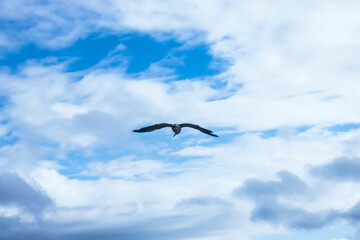 푸른하늘에 갈매기