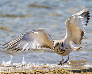 Seagull Stock Photo and Image. Flying over water and landing with open angelic spread wings with a blur waterbackground in its environment and habitat surrounding.