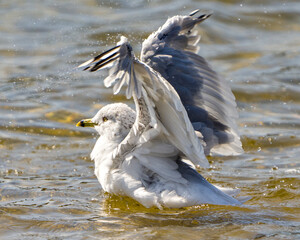 Seagull Stock Photo and Image. Close-up profile view in the water with spread wings with splashing water in its environment and habitat surrounding.