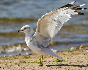 Seagull Stock Photo and Image.  Close-up profile view by the water with spread wings  in its environment and habitat surrounding with blur water background.