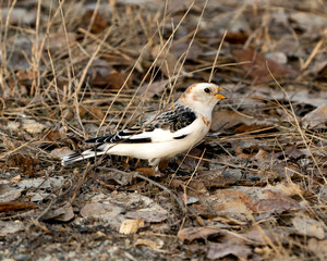 Snow bunting Photo Stock. Close-up, with open beak with a blur brown leaves background and enjoying its environment and habitat. Image. Picture. Portrait.