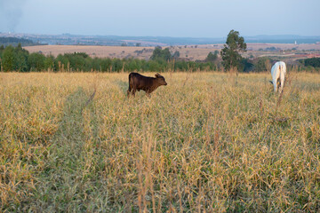 Beef cattle grazing on dry grass during the Brazilian autumn.