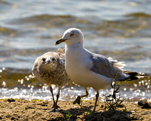 Seagull Stock Photo and Image. Adult with a young seagull by the beach with a blur background water in their environment and habitat surrounding.