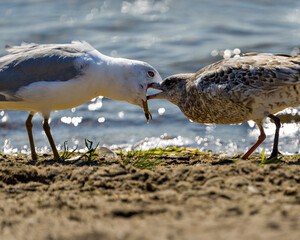 Seagull Stock Photo and Image. Adult with a young seagull by the beach with a blur background water in their environment and habitat surrounding.