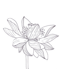 Lotus flower graphic black and white linear drawing