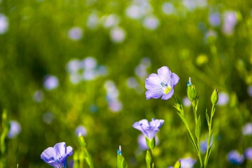 The beautiful blue flowers of medicinal flax blossomed.  © Igor Bastrakov