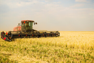The tractor cuts wheat for haylage, feed for non-GMO cows. © Igor Bastrakov